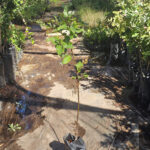 Árbol Peumo (Cryptocarya alba) nativo de la zona central disponible en Vivero Flora Nativa.