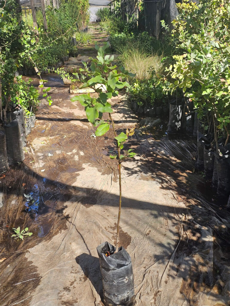 Árbol Peumo (Cryptocarya alba) nativo de la zona central disponible en Vivero Flora Nativa.