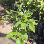 Follaje verde brillante de Peumo, árbol ideal para sombra y jardines sustentables.