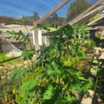Detalle de floración del Quebracho, especie ideal para paisajismo de bajo riego.