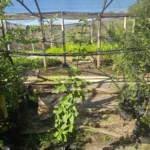 Árbol Belloto del Norte (Beilschmiedia miersii) especie protegida en Vivero Flora Nativa.