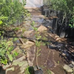 Bollén (Kageneckia oblonga) árbol nativo esclerófilo resistente a la sequía.