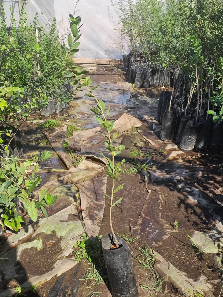 Bollén (Kageneckia oblonga) árbol nativo esclerófilo resistente a la sequía.