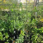 Venta de árboles Bollén en vivero, ideal para cercos vivos y biodiversidad.