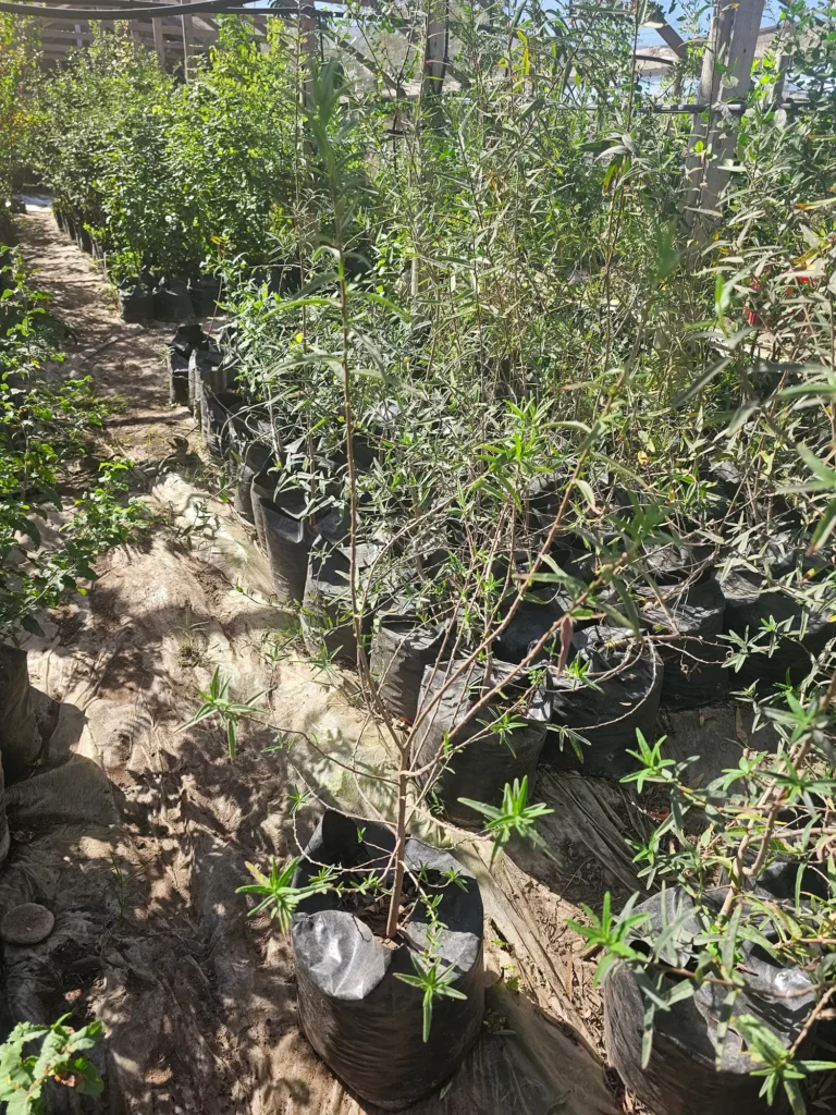 Arbusto Carbonillo (Cordia decandra) con flores blancas, especie nativa ideal para climas áridos.