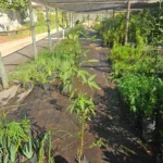 Planta de Culén (Otholobium glandulosum), arbusto nativo chileno de rápido crecimiento en Vivero Flora Nativa.