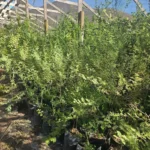 Plantas de Espino en bolsa para proyectos de restauración ecológica y control de suelos.