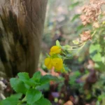 Detalle de la flor de Calceolaria, ideal para macetas y jardines de sombra parcial