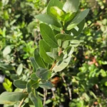 Detalle de las hojas aserradas del Bollén, especie nativa de bajo mantenimiento.