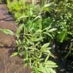 Detalle de las hojas y tallo del Culén, reconocido por su uso en medicina tradicional y aroma característico.