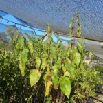 Follaje verde intenso de Maqui, ideal para zonas con mayor humedad o sombra parcial.