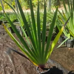 Planta nativa Huilmo (Sisyrinchium) con flores amarillas, ideal para praderas naturales.
