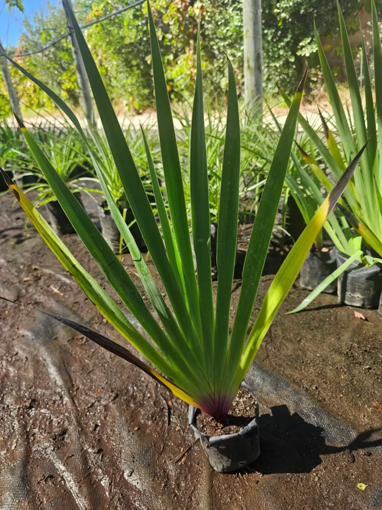 Planta nativa Huilmo (Sisyrinchium) con flores amarillas, ideal para praderas naturales.