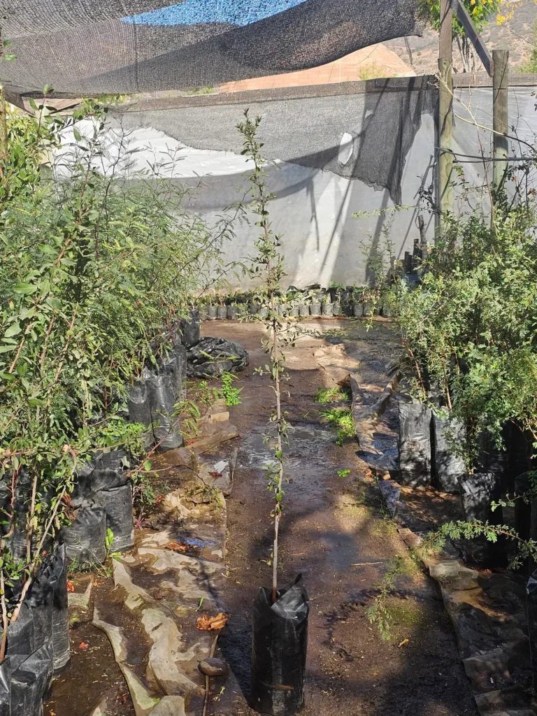 Huingán (Schinus polygamus), árbol nativo resistente y melífero en Vivero Flora Nativa.