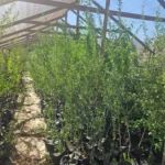 Árbol Huingán en formato de bolsa listo para plantar en cercos vivos o restauración.