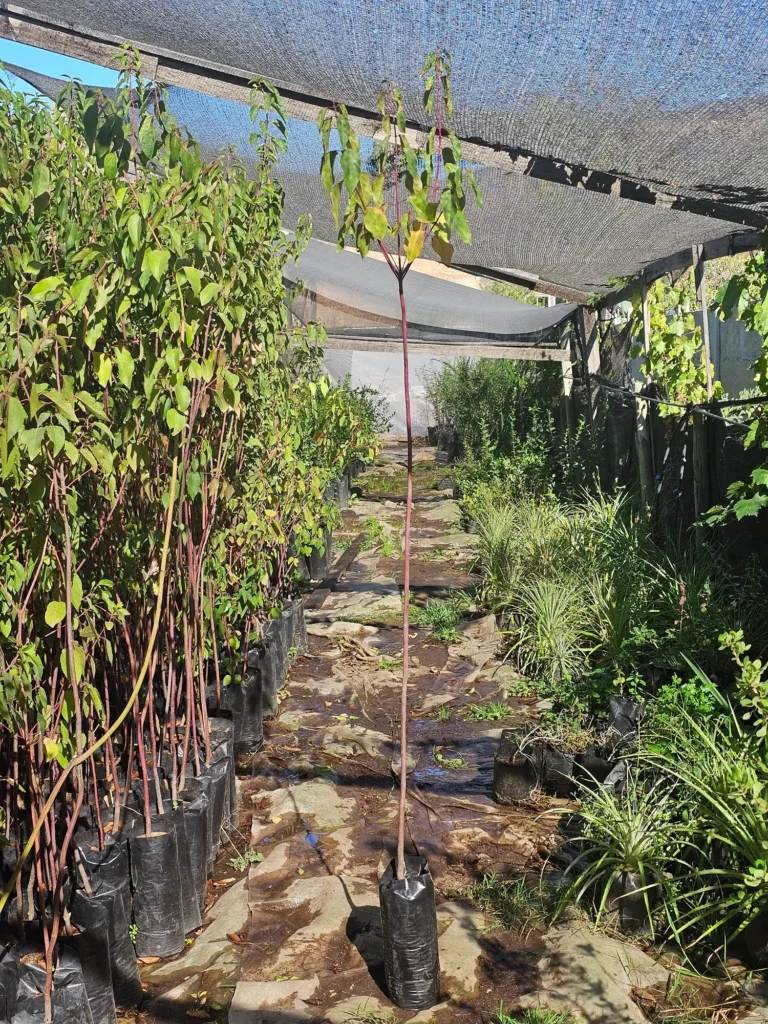 Maqui (Aristotelia chilensis) árbol nativo con frutos antioxidantes disponible en vivero.