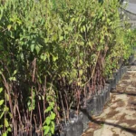 Venta de plantas de Maqui en bolsa para huertos nativos y jardines de biodiversidad.