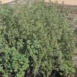 Venta de Malva de cerro en bolsa, ideal para dar color a laderas y jardines áridos