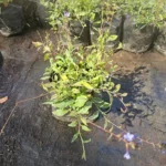 Plumbago chileno (Plumbago coerulea), arbusto nativo con flores azules para jardín.