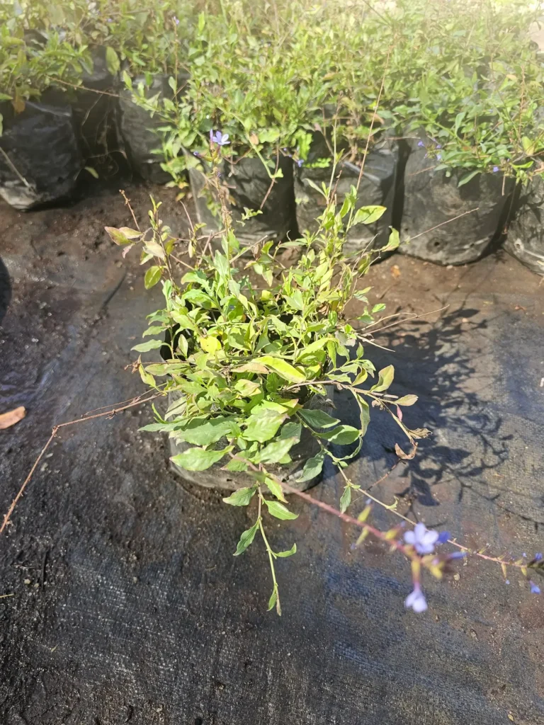 Plumbago chileno (Plumbago coerulea), arbusto nativo con flores azules para jardín.
