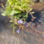 Floración celeste del Plumbago chileno, planta ideal para laderas y macizos solados.