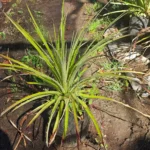 Puya o Chagual (Puya chilensis), planta estructural nativa para jardines xerófitos.