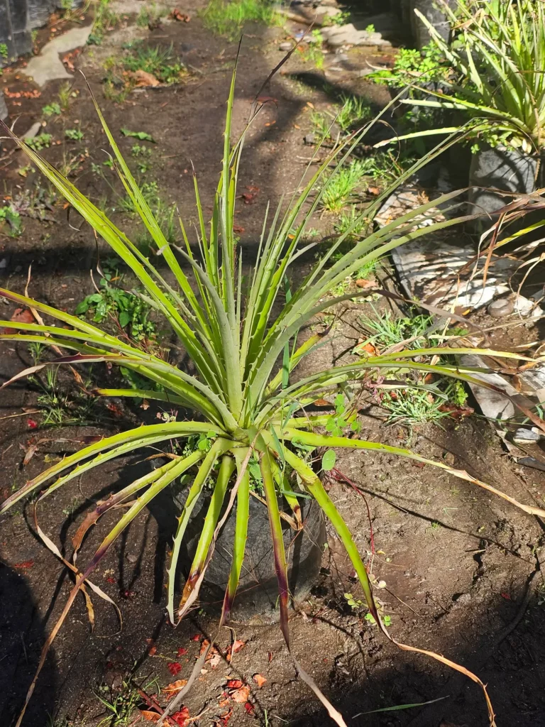 Puya o Chagual (Puya chilensis), planta estructural nativa para jardines xerófitos.