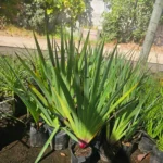 Detalle de la flor del Huilmo, planta herbácea perenne para macizos y borduras.