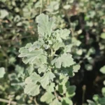 Floración de Malva de cerro, especie nativa de sol pleno y bajo consumo hídrico