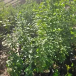 Ejemplar de Belloto del Norte en bolsa, listo para proyectos de reforestación nativa.