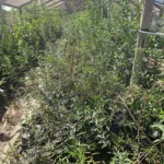 Planta de Carbonillo en formato de bolsa disponible en Vivero Flora Nativa para paisajismo xerófito.
