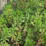 Ejemplar de Calceolaria nativa en bolsa, planta ideal para aportar color y biodiversidad al jardín.