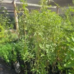 Ejemplar de Culén en formato de bolsa listo para plantar en jardines nativos o huertos medicinales.