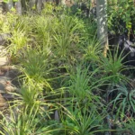 Ejemplar de Puya nativa en bolsa, planta resistente al sol directo y la falta de agua.