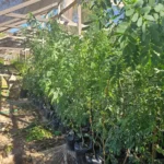 Ejemplar de Quebracho nativo para venta, perfecto para laderas y zonas de sol.