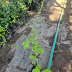 Voqui colorado (Cissus striata), trepadora nativa de rápido crecimiento para muros y cercos.