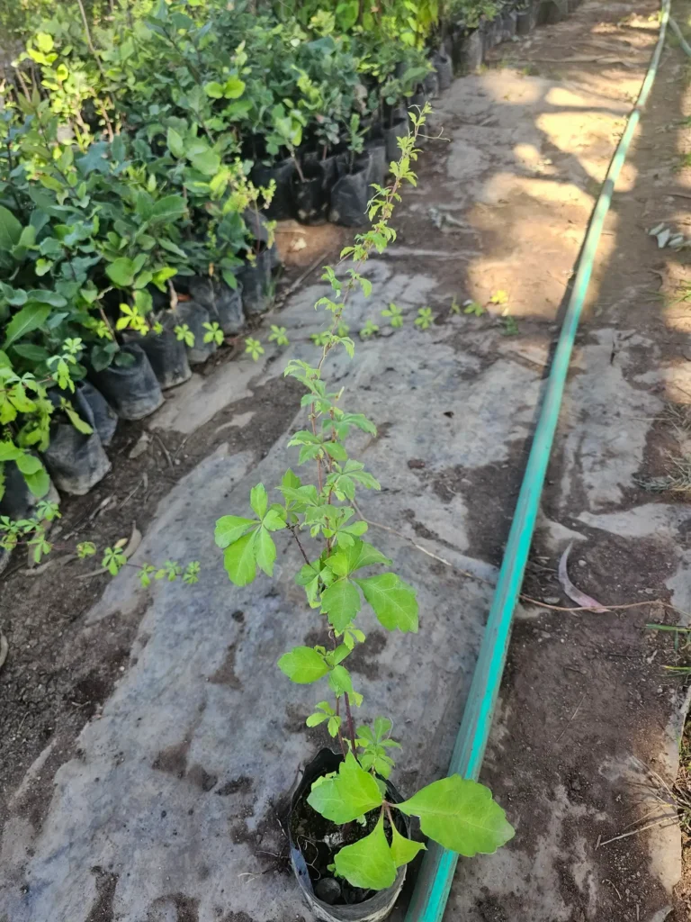 Voqui colorado (Cissus striata), trepadora nativa de rápido crecimiento para muros y cercos.