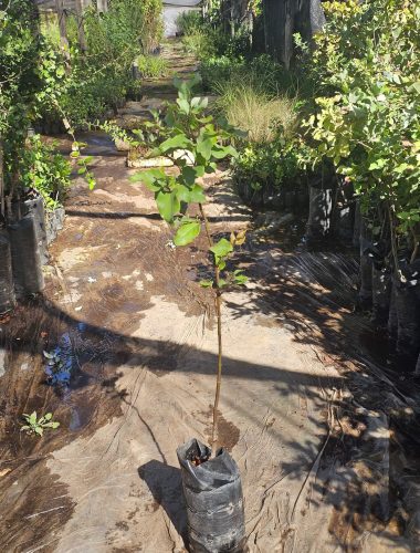 Árbol Peumo (Cryptocarya alba) nativo de la zona central disponible en Vivero Flora Nativa.