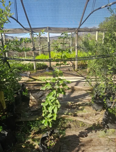Árbol Belloto del Norte (Beilschmiedia miersii) especie protegida en Vivero Flora Nativa.