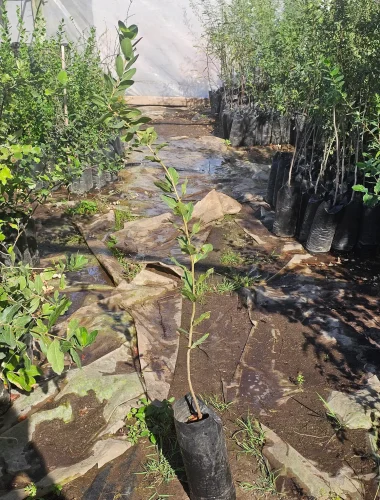 Bollén (Kageneckia oblonga) árbol nativo esclerófilo resistente a la sequía.