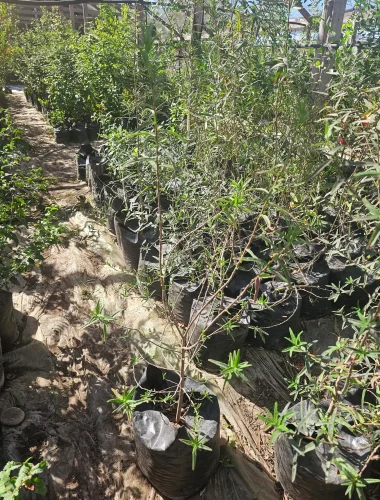 Arbusto Carbonillo (Cordia decandra) con flores blancas, especie nativa ideal para climas áridos.