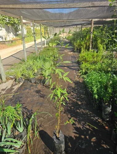 Planta de Culén (Otholobium glandulosum), arbusto nativo chileno de rápido crecimiento en Vivero Flora Nativa.