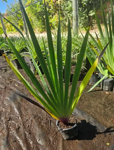 Planta nativa Huilmo (Sisyrinchium) con flores amarillas, ideal para praderas naturales.