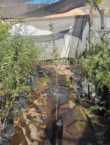 Huingán (Schinus polygamus), árbol nativo resistente y melífero en Vivero Flora Nativa.
