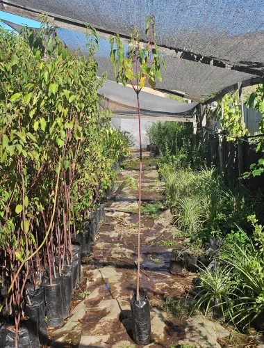 Maqui (Aristotelia chilensis) árbol nativo con frutos antioxidantes disponible en vivero.