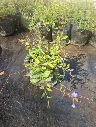 Plumbago chileno (Plumbago coerulea), arbusto nativo con flores azules para jardín.