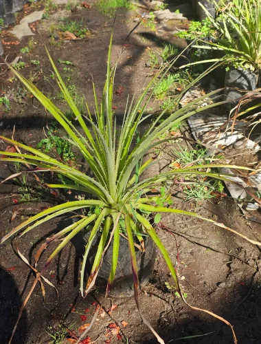 Puya o Chagual (Puya chilensis), planta estructural nativa para jardines xerófitos.