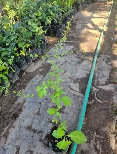 Voqui colorado (Cissus striata), trepadora nativa de rápido crecimiento para muros y cercos.